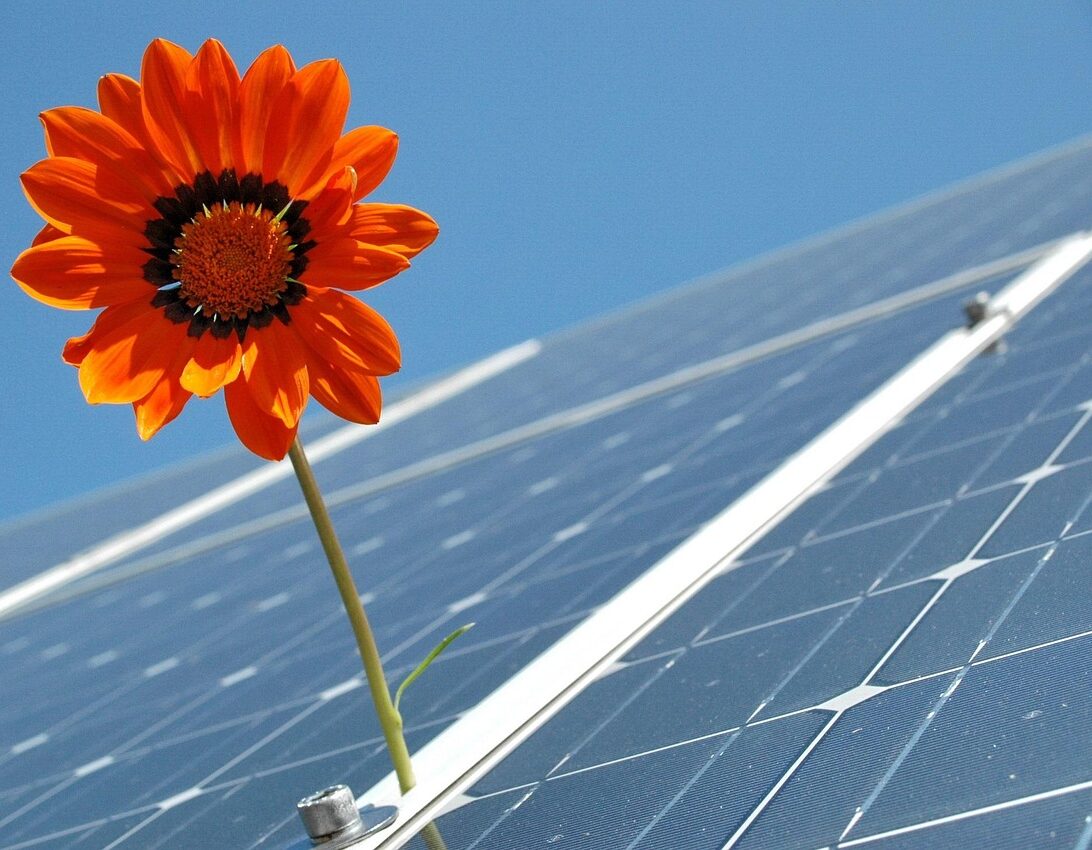 Toekomst energie, bloem bij zonnepanelen.