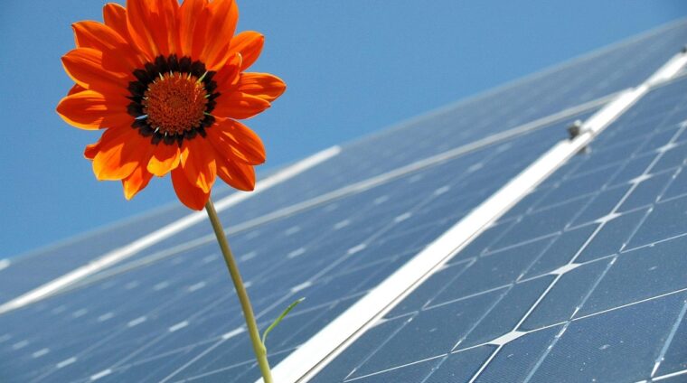 Toekomst energie, bloem bij zonnepanelen.